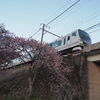 河津桜