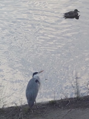 今田貯水池の鳥