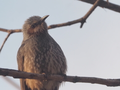 日比谷のヒヨドリ