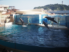 新江ノ島水族館のイルカ