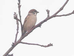 引地川のスズメ
