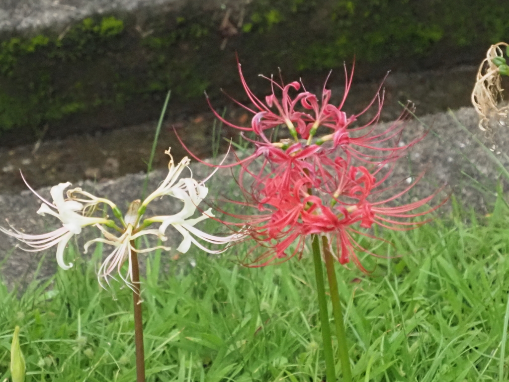 横浜西方寺の彼岸花