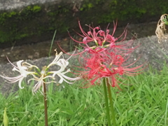 横浜西方寺の彼岸花