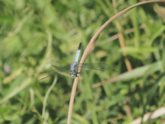 シオカラトンボ