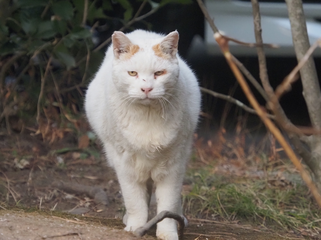 三渓園のねこ