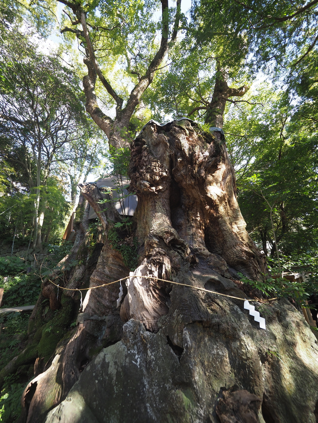 来宮神社大楠