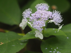 藤沢えびね・やまゆり園