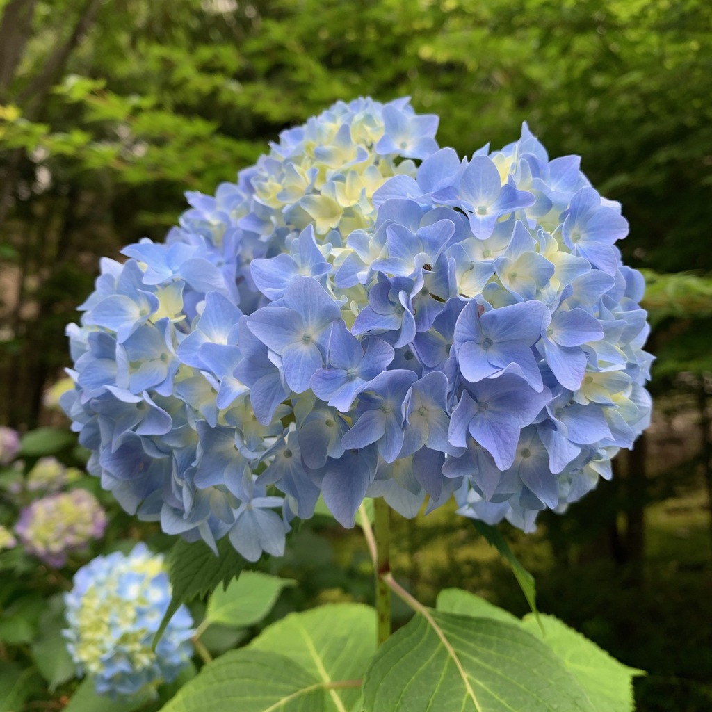 紫陽花