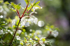 Small white