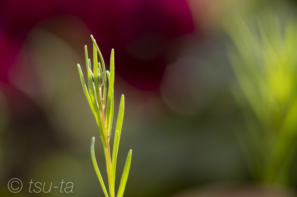 green-c