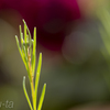 green-c