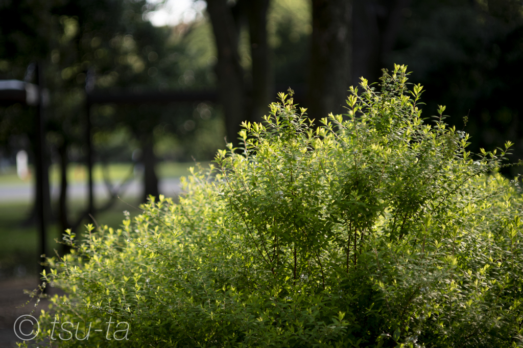 spring