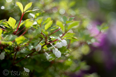 Small white