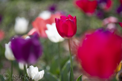 チューリップ