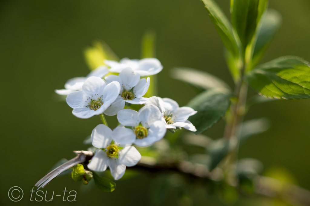 white-a