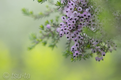 パープルヒース