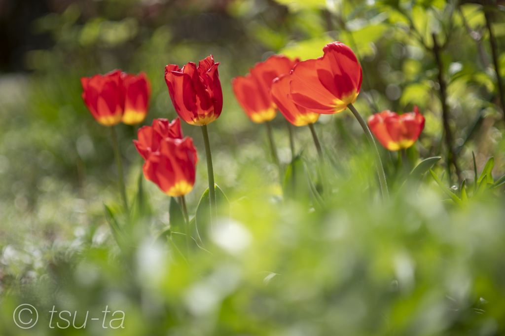 チューリップ