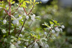 Small white