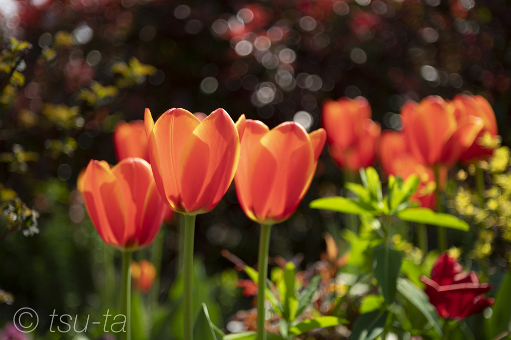 チューリップ