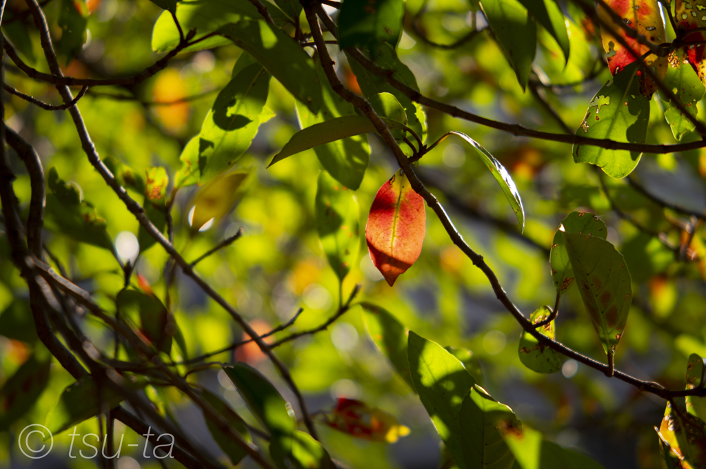 紅一点