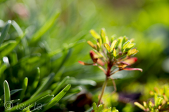green-e