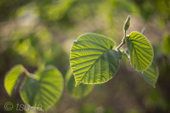leaf
