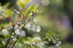 Small white