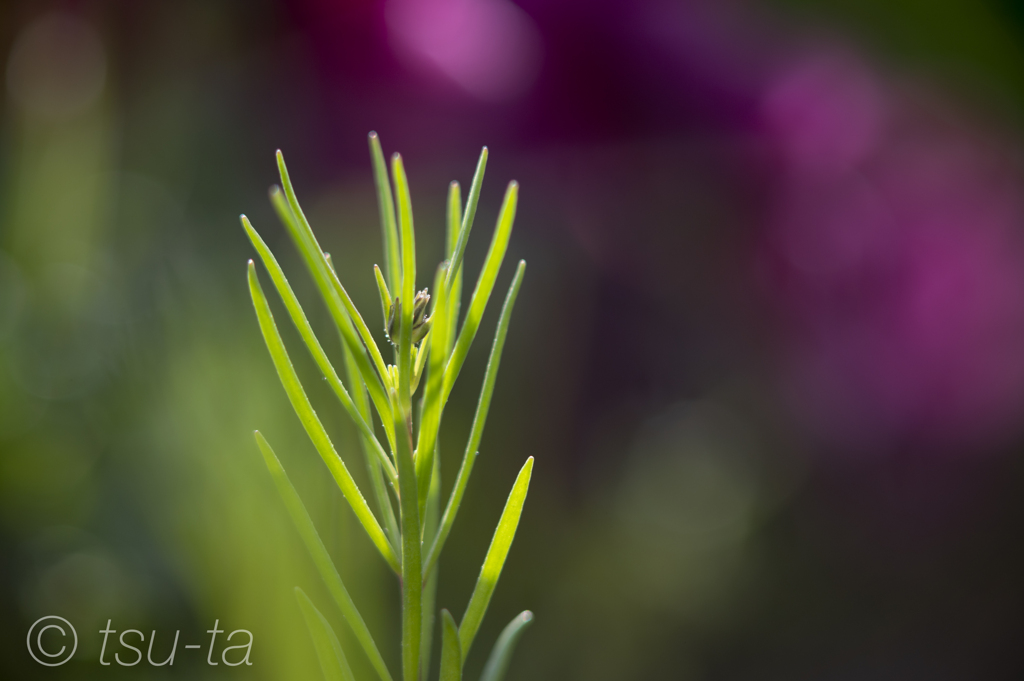green-a