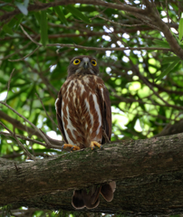 アオバズクが今年も来た
