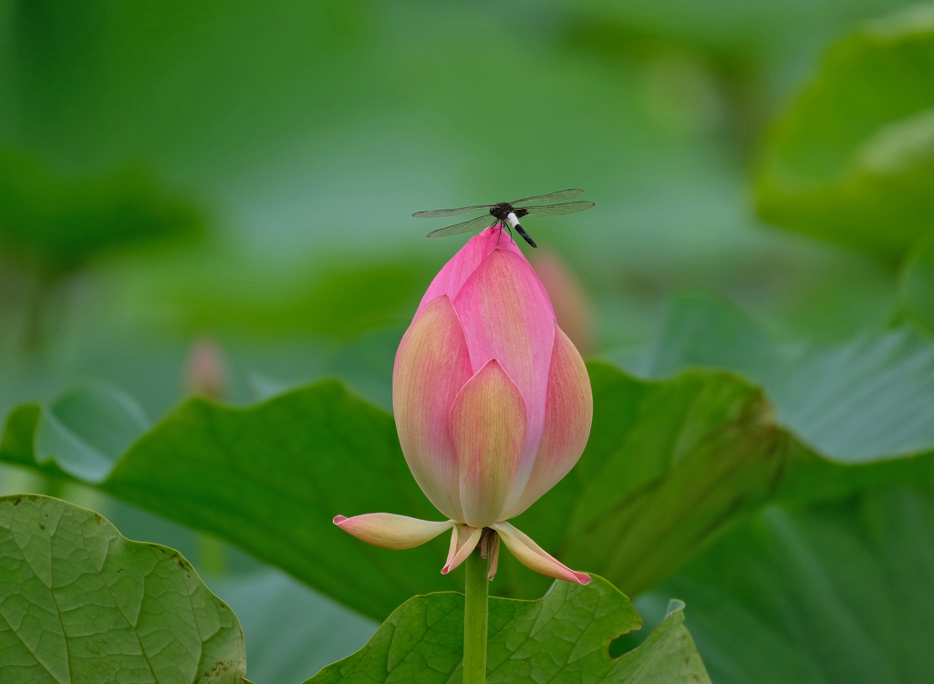 蓮の花とコシアキトンボ