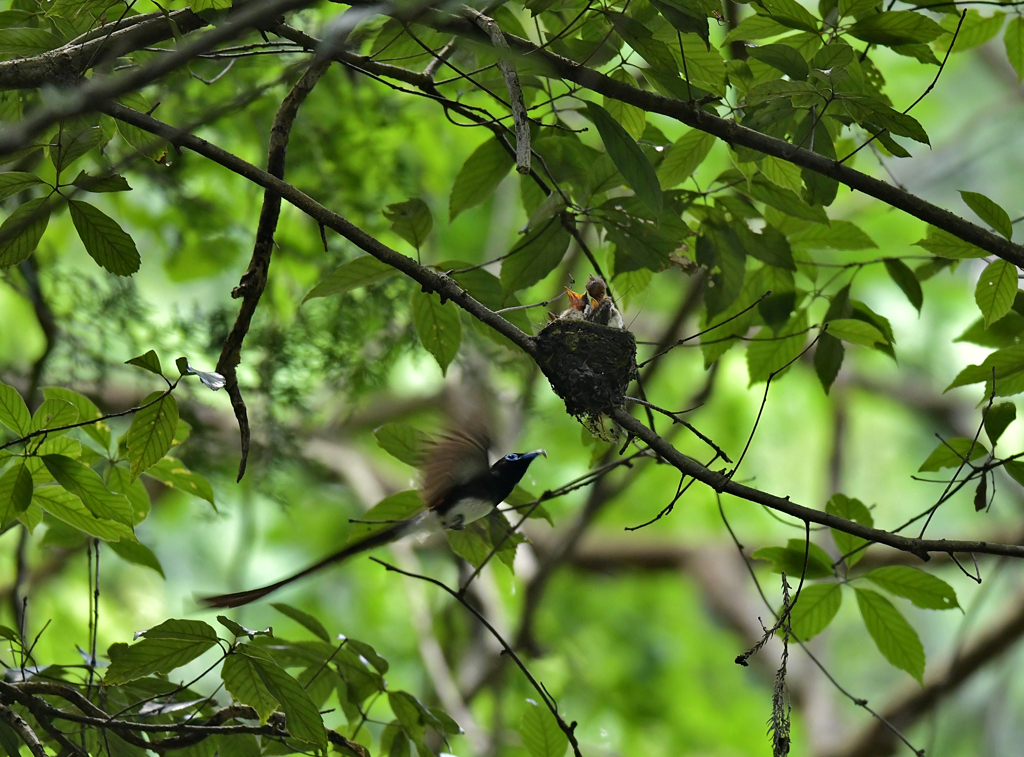 サンコウチョウ