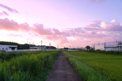 いつもの散歩道