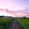 いつもの散歩道