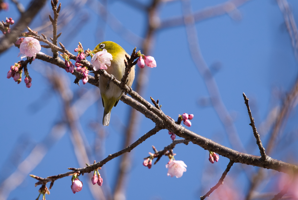 嘴と花