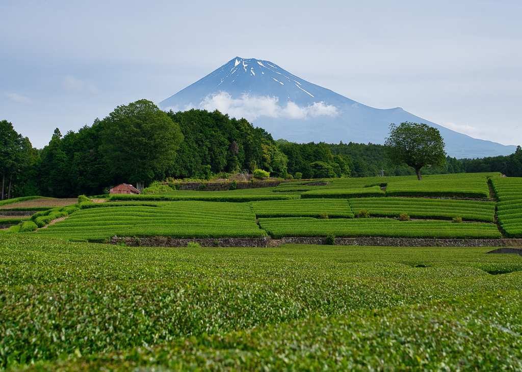 THE 静岡