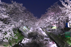 夜桜、光
