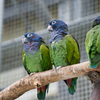サンバインコ