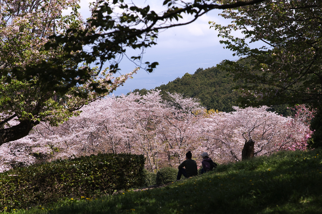 春の光