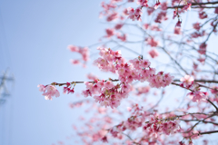 掛川桜①