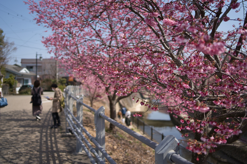 掛川桜②