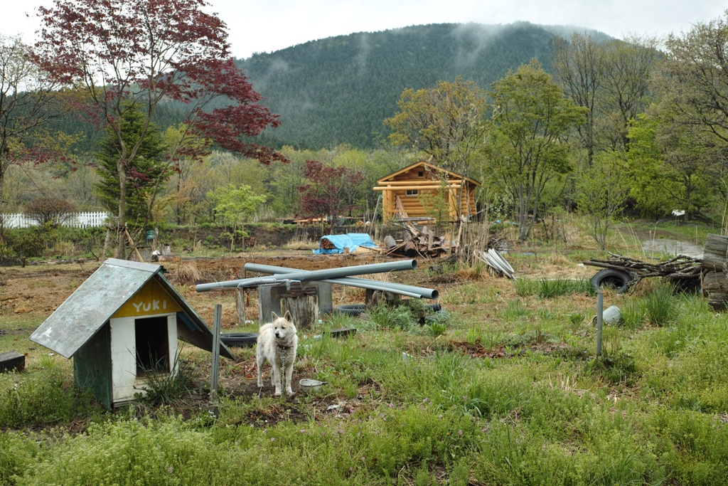 ポツンと一匹犬