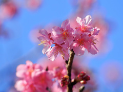 河津桜咲き始めました！その１