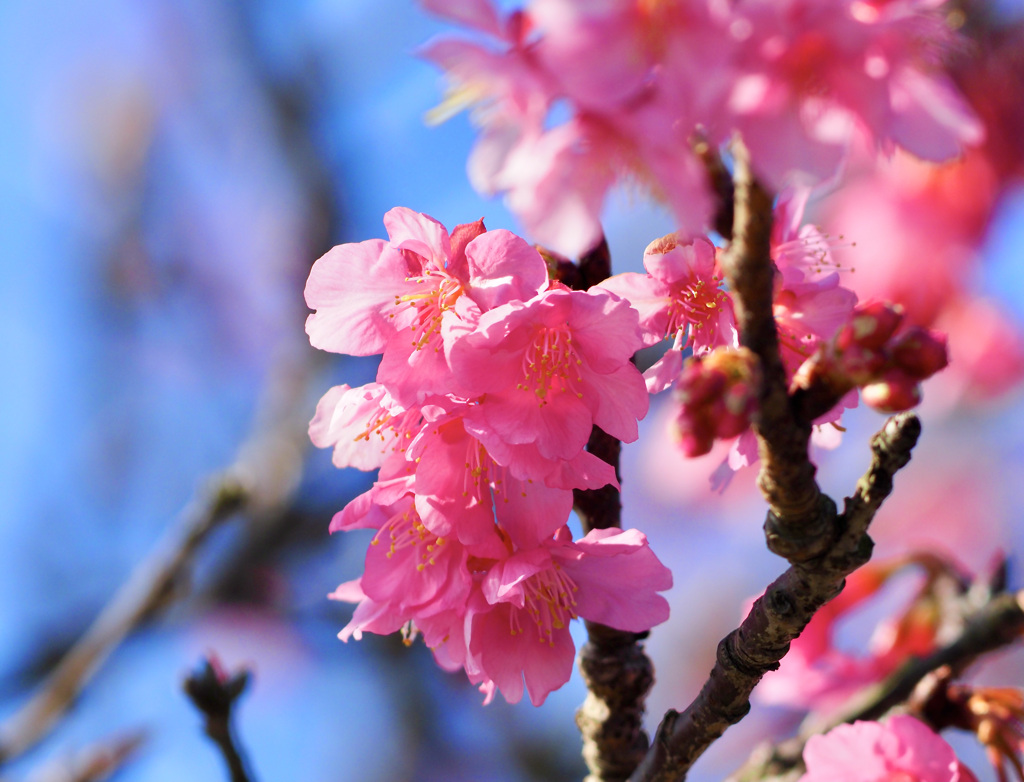 河津桜咲き始めました！　その２