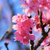 河津桜咲き始めました！　その２