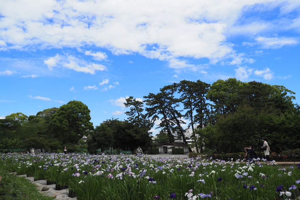 小田原城址公園にて　2020/06/10