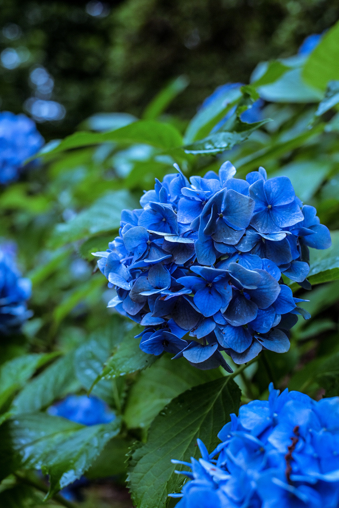 紫陽花　