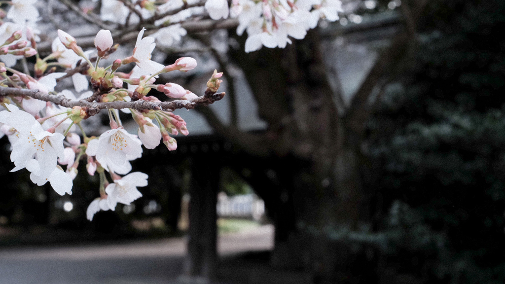 手水舎と桜