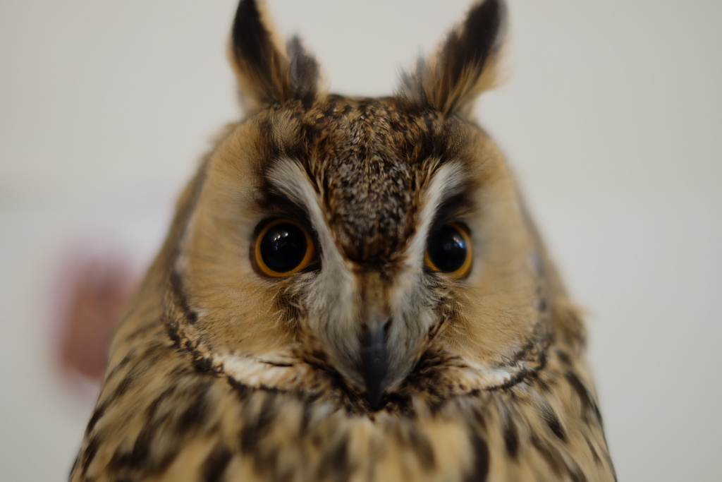 目がかわいい