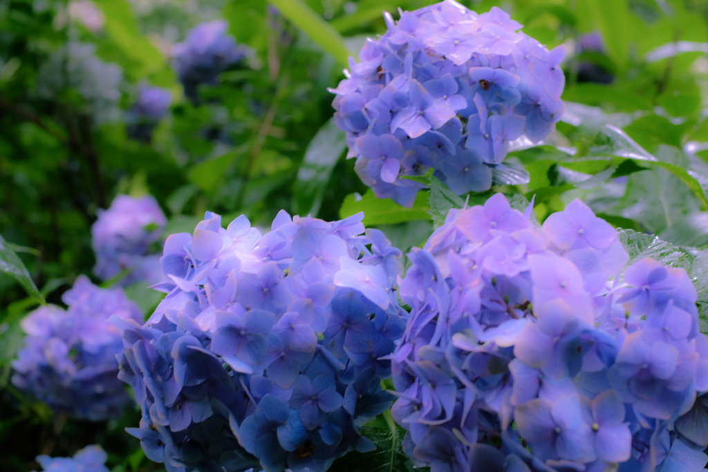 紫陽花