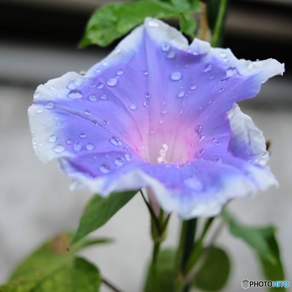 水の呼吸　弐ノ型　晴天の慈雨